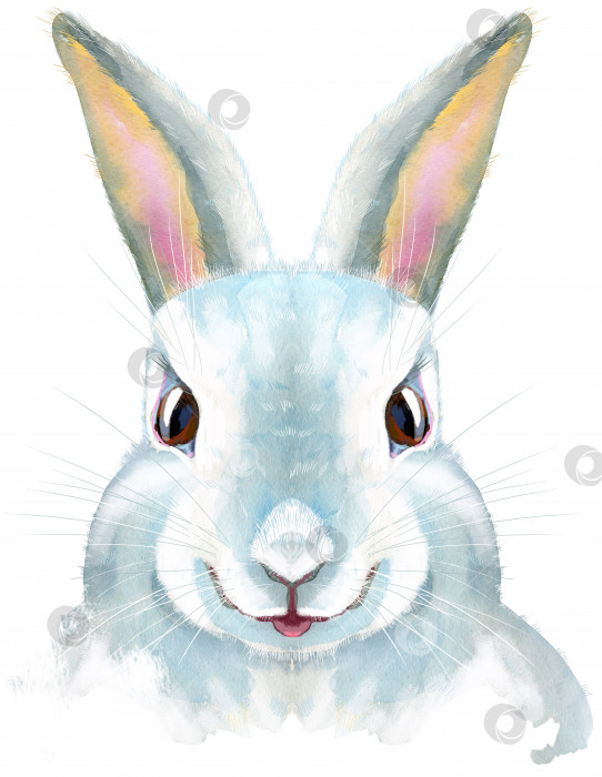 Скачать Акварельная иллюстрация белого кролика фотосток Ozero
