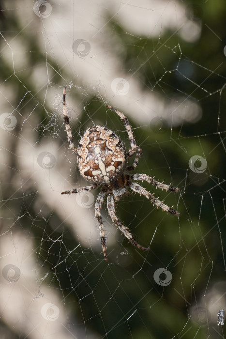 Скачать Паук-крестовник (лат. Araneus) находится в центре паутины. фотосток Ozero