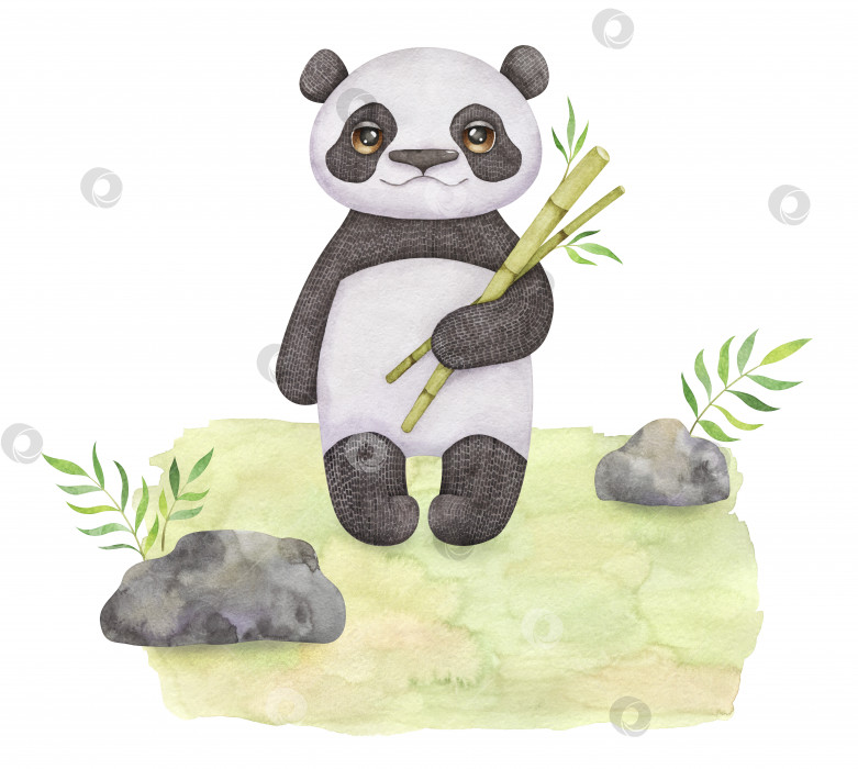 Скачать Забавная панда с бамбуком на зеленом фоне. Животное из зоопарка с листвой фотосток Ozero