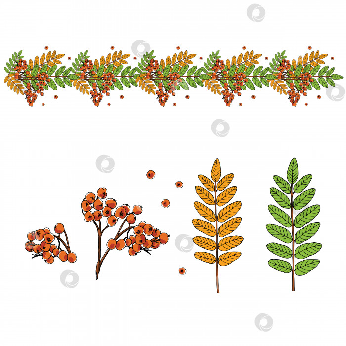 Скачать Осенний векторный набор с ветками и ягодами рябины, выделенными на белом фоне. фотосток Ozero