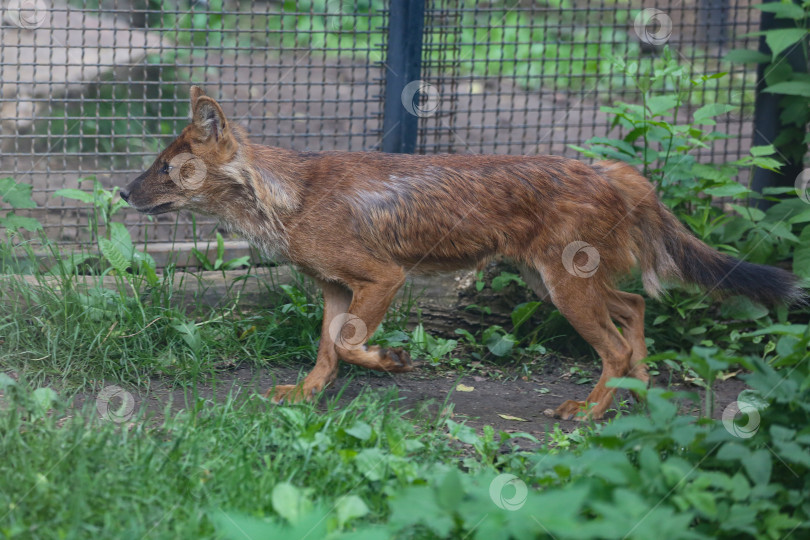 Скачать Дол (Cuon alpinus) в зоопарке. фотосток Ozero