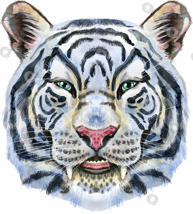 Скачать Разноцветный белый улыбающийся тигр. Акварельная иллюстрация дикого животного на белом фоне фотосток Ozero