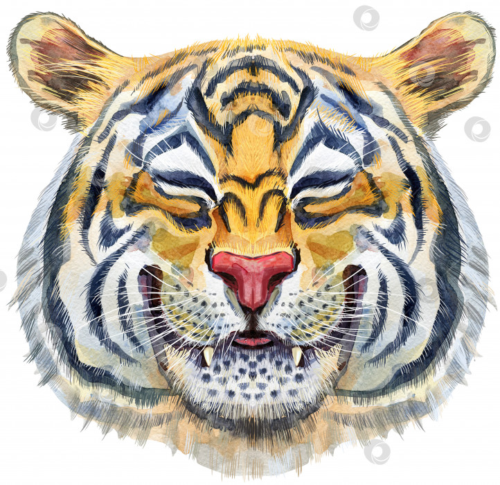 Скачать Разноцветный оранжевый улыбающийся тигр. Акварельная иллюстрация дикого животного на белом фоне фотосток Ozero