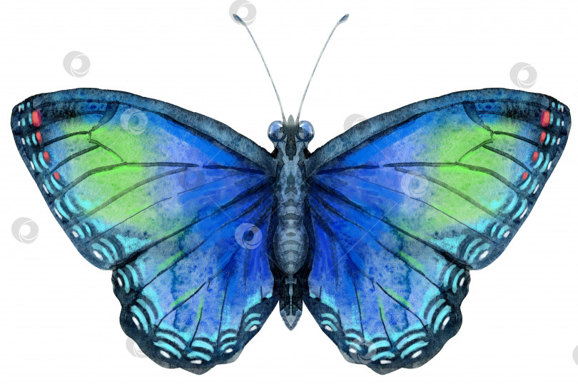 Скачать Акварельная голубая бабочка с зелеными пятнами, выделенная на белом фоне фотосток Ozero