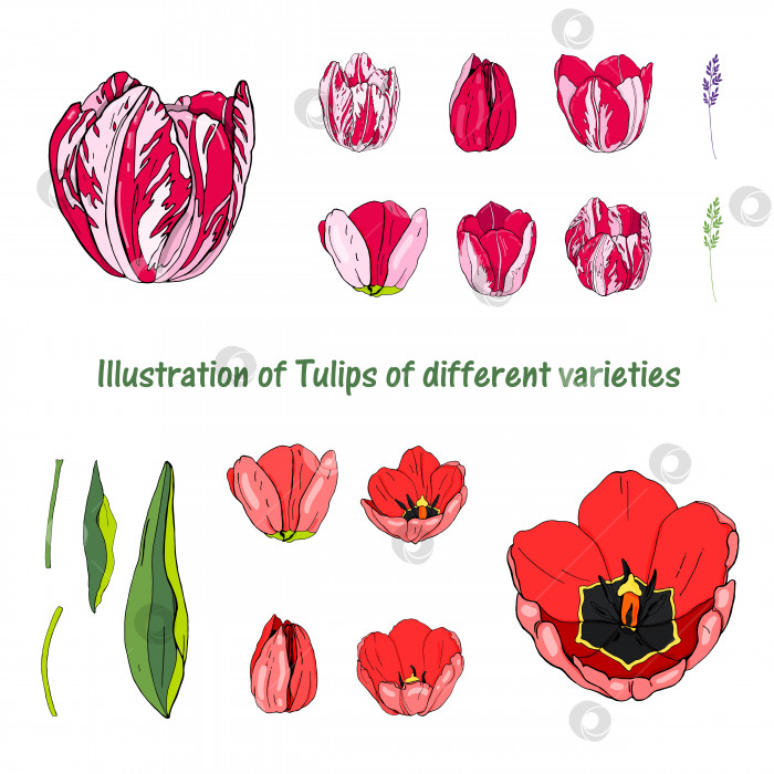 Скачать Иллюстрация изолированных тюльпанов разных сортов на белом фоне. Набор векторов. фотосток Ozero