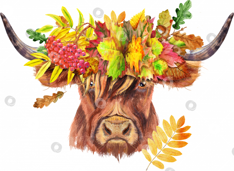 Скачать Акварельная иллюстрация коричневого длиннорогого быка в венке из осенних листьев фотосток Ozero