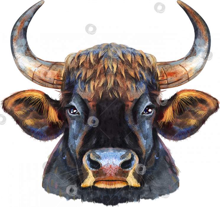 Скачать Акварельная иллюстрация черного могучего быка фотосток Ozero