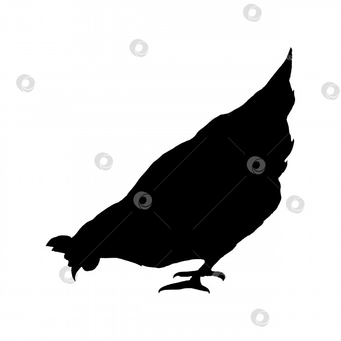 Скачать Силуэт цыпленка. Птичий элемент в простом плоском стиле фотосток Ozero
