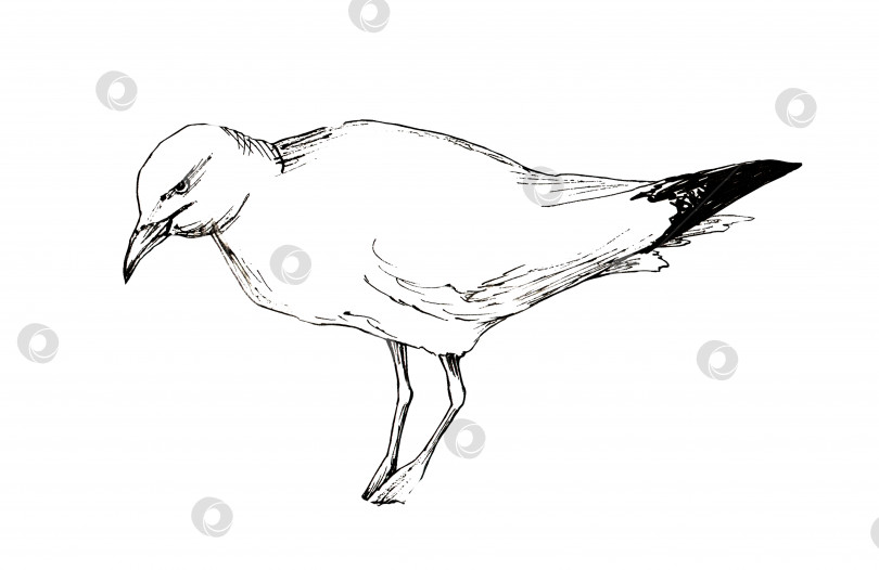Скачать Эскиз животного птицы чайки, гравюра ручной работы, иллюстрация фотосток Ozero