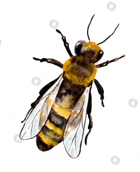 Скачать Акварельная иллюстрация медоносной пчелы фотосток Ozero