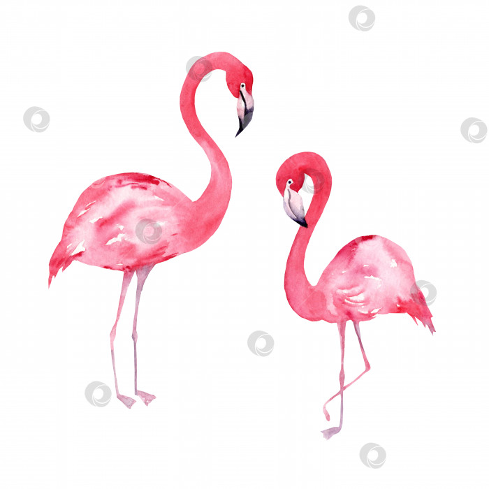 Скачать Тропическая акварельная иллюстрация с изображением фламинго фотосток Ozero
