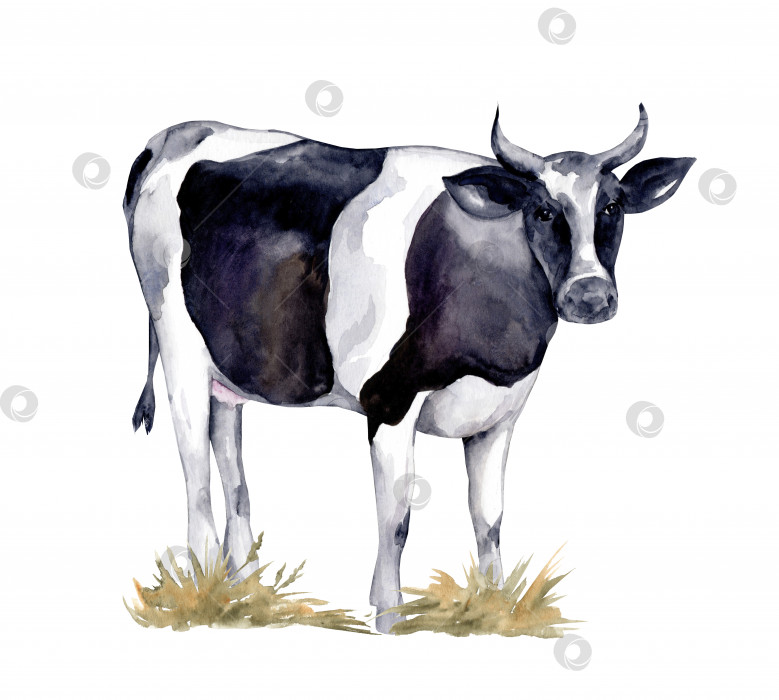 Акварельные сельскохозяйственные животные. Симпатичная корова на белом фоне  - Ozero - российский фотосток