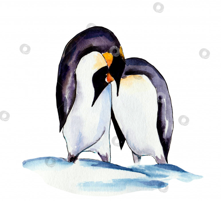 Скачать акварельный рисунок влюбленных пингвинов на белом фоне фотосток Ozero