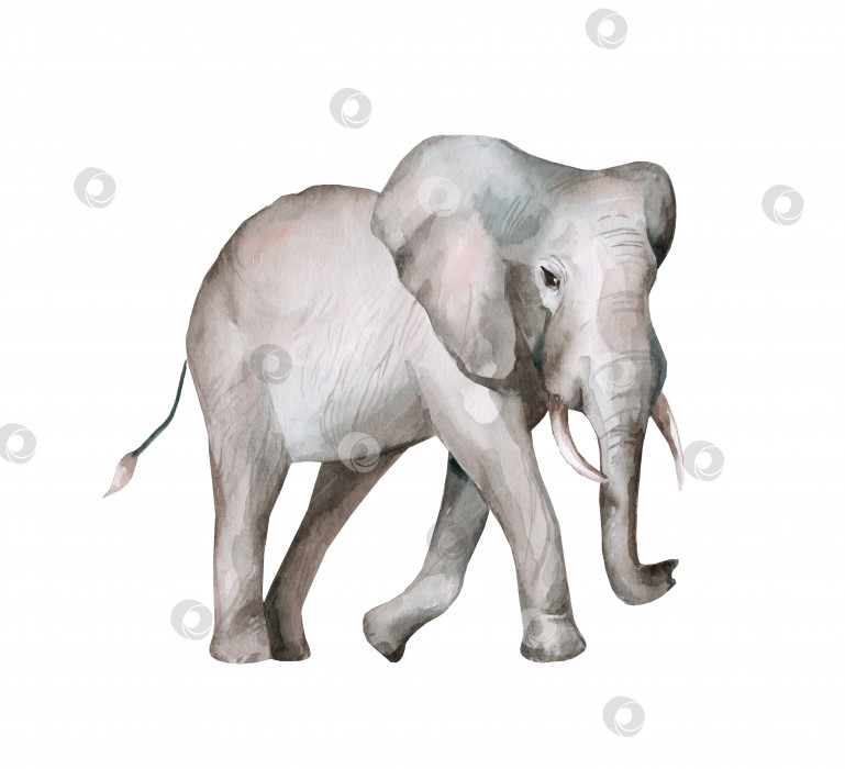 Скачать Африканский слон. Акварельная иллюстрация фотосток Ozero