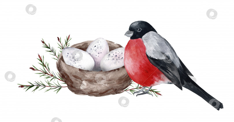 Скачать Снегирь на гнезде с яйцами. фотосток Ozero