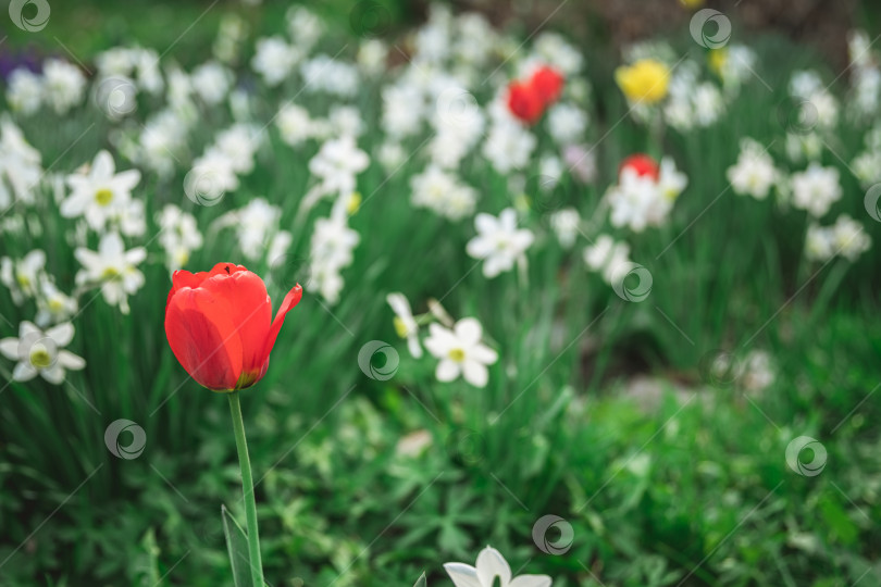 Скачать Прекрасный весенний сад. Красный тюльпан, много белых нарциссов. садоводство, цветоводство фотосток Ozero