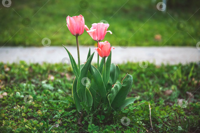 Скачать Прекрасный весенний сад. Нежные розовые тюльпаны фотосток Ozero
