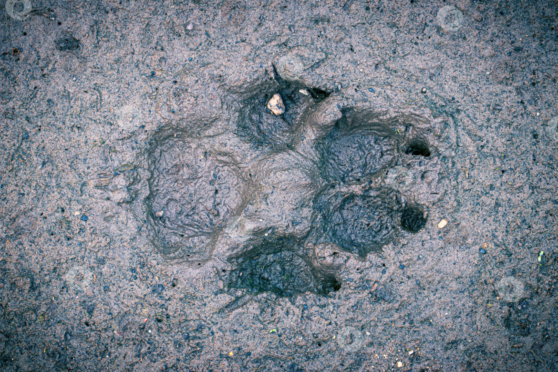Скачать Волчий или собачий след в мокрой грязи. Крупный план следа животного на земле фотосток Ozero