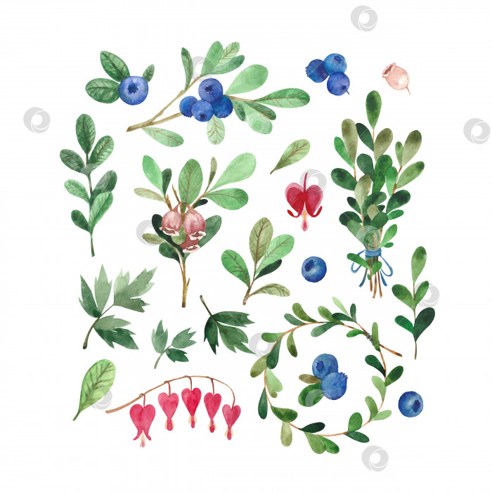 Скачать Набор акварельных иллюстраций с черникой, цветами и листьями фотосток Ozero