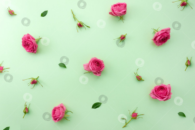 Скачать Розовые цветы розы, листья и бутоны на пастельно-зеленом фоне. Цветочный баннер. Избирательный фокус. фотосток Ozero