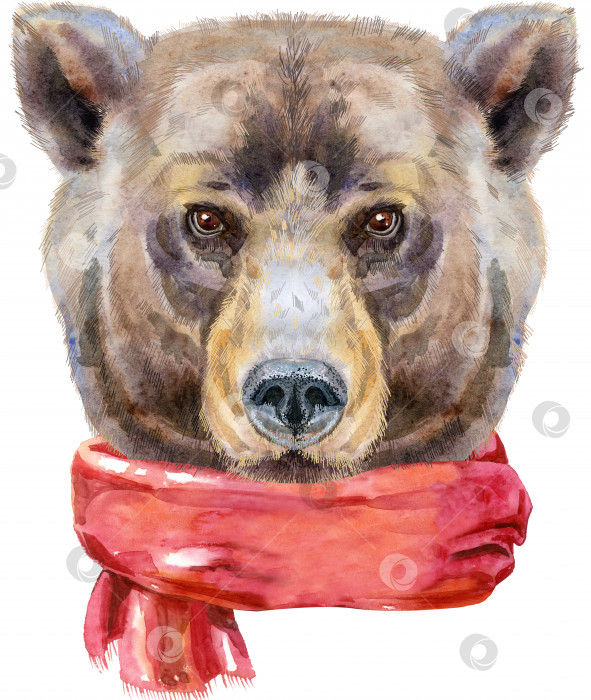 Скачать Голова медведя в красном шарфе. Иллюстрация акварельной картины медведя, изолированная на белом фоне фотосток Ozero