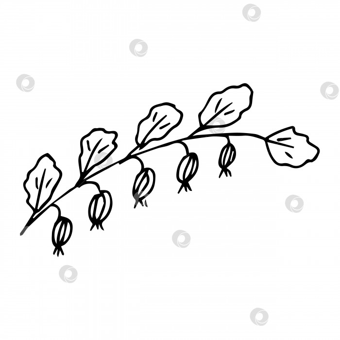 Скачать нарисованный от руки растительный элемент в виде каракулей для концепции цветочного дизайна фотосток Ozero