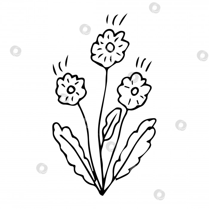 Скачать нарисованный от руки растительный элемент в виде каракулей для концепции цветочного дизайна фотосток Ozero
