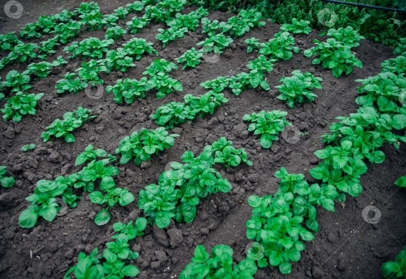 Скачать Огород с картофелем в сельской местности. Картофель высаживают длинными рядами. фотосток Ozero