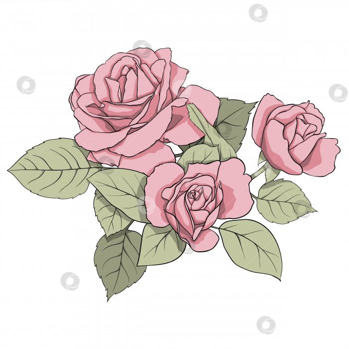 Скачать Векторная композиция из нежных розовых роз и зеленых листьев. Иллюстрация для создания открыток, оформления, декорирования, принтов, свадебных приглашений и т.д. фотосток Ozero