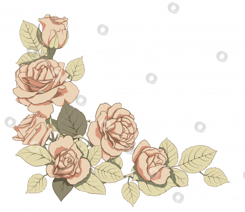 Скачать Векторная композиция из нежных роз и зеленых листьев. Иллюстрация для создания открыток, оформления, декорирования, принтов, свадебных приглашений и т.д. фотосток Ozero