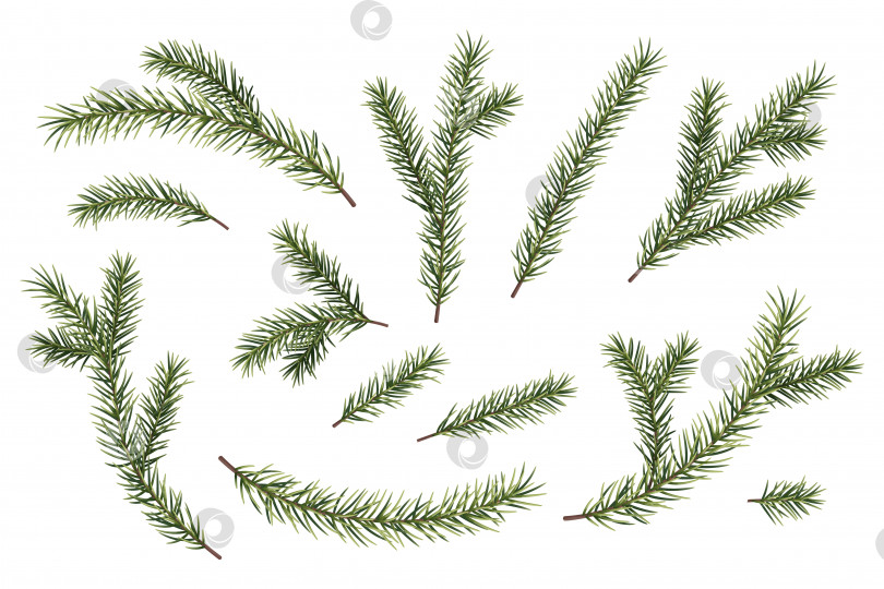 Скачать Набор зеленых еловых и сосновых веток на белом фоне. Векторные пушистые ветви рождественской елки. Подходит для декора, оформления новогодних украшений фотосток Ozero