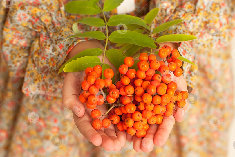 Скачать Женские руки держат гроздь красных ягод рябины. Осенняя концепция фотосток Ozero