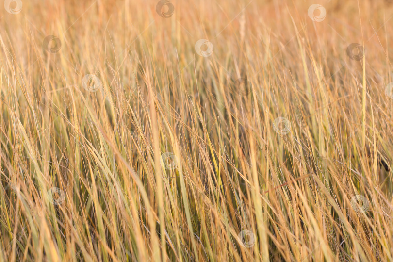 Скачать Поле с колосками, сухая трава в осенний солнечный день. Избирательный фокус фотосток Ozero