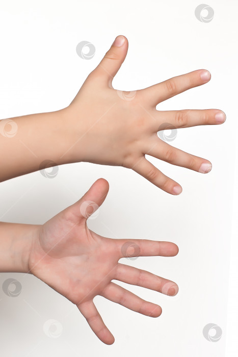 Скачать Пустые руки, показывающие жест, держащий бургер, сэндвич или какую-либо другую еду, выделенную на белом фоне фотосток Ozero