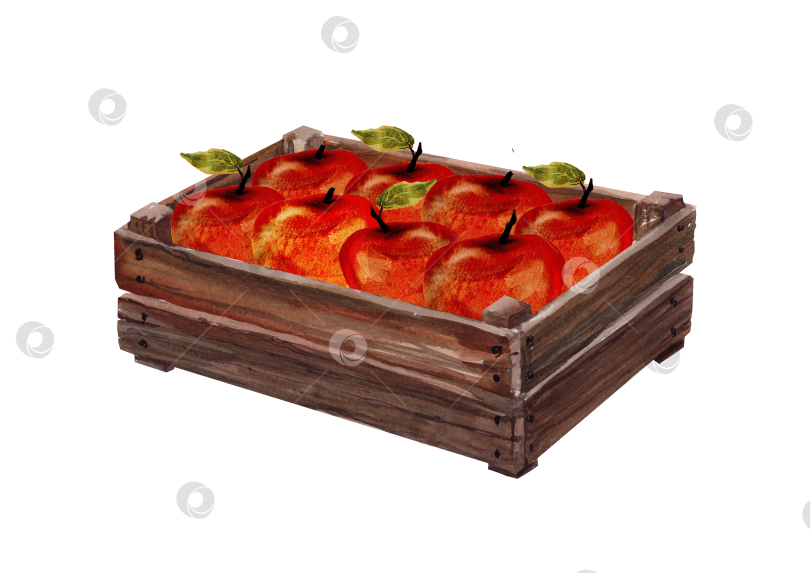 Скачать Красные яблоки с зелеными листьями, уложенные в деревянный ящик для фруктов в деревенском стиле, акварельная иллюстрация для сбора урожая, фруктового сада, фермерского рынка, бакалеи, упаковки продуктов питания и осеннего дизайна. фотосток Ozero