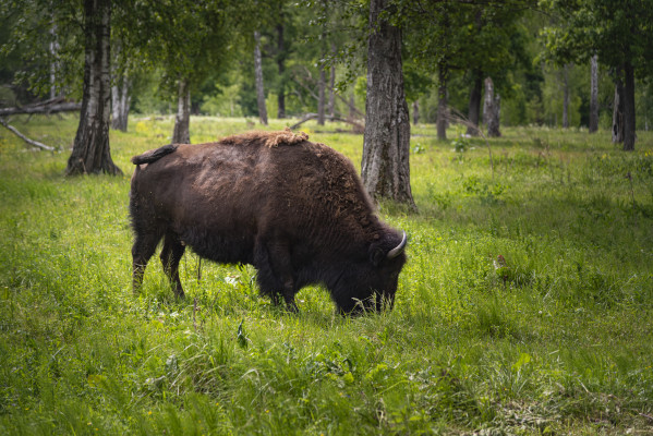 [object Object] undefined