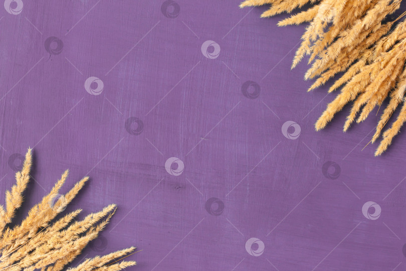 Скачать колосья пшеницы на цветном текстурном фоне, место для текста фотосток Ozero