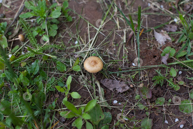Скачать Желтые грибы на старом пне. Многоножка, поганка, древесные грибы в осеннем лесу. Сверхширокий формат, баннер. фотосток Ozero