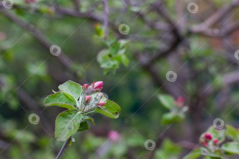 Скачать Цветущая яблоня на размытом естественном фоне. Избирательный фокус. Фотография высокого качества. фотосток Ozero