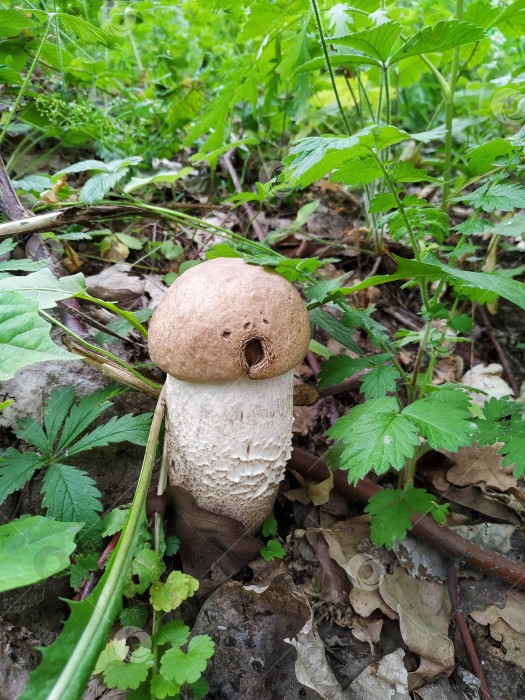 Скачать Белый гриб растет на лесной поляне. Красивые осенние белые грибы во мху возле дерева. Съедобные грибы в сыром виде. Вегетарианское натуральное блюдо. фотосток Ozero
