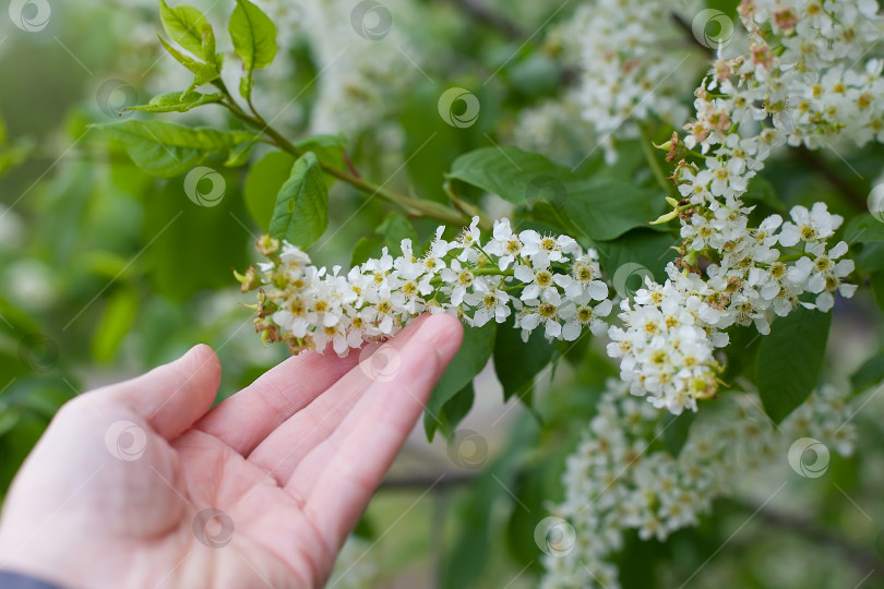Скачать сливовое дерево в полном цвету. красивые белые цветы ранней весной фотосток Ozero