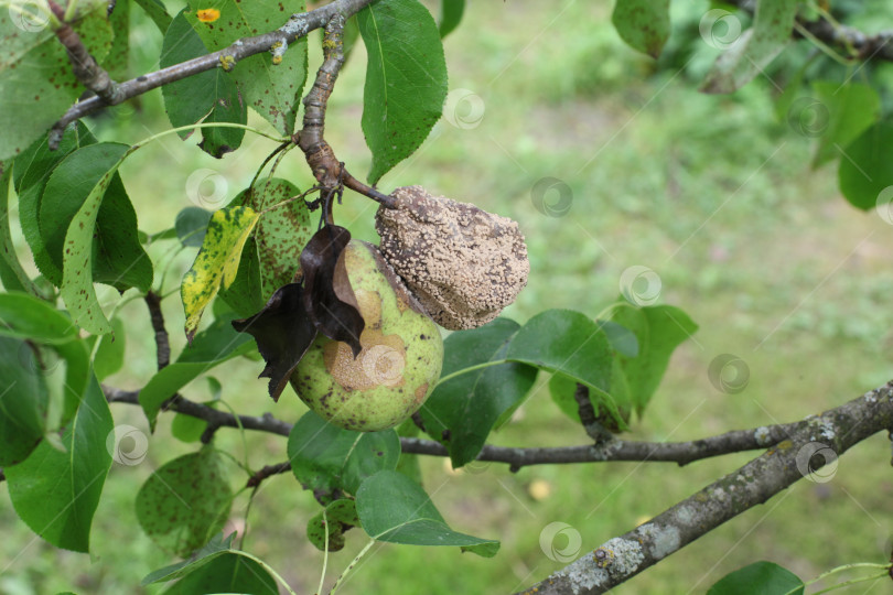 Скачать грушевое дерево поражено грибковым заболеванием. Крупный план больного желтого гнилого плода. испорченные продукты фотосток Ozero
