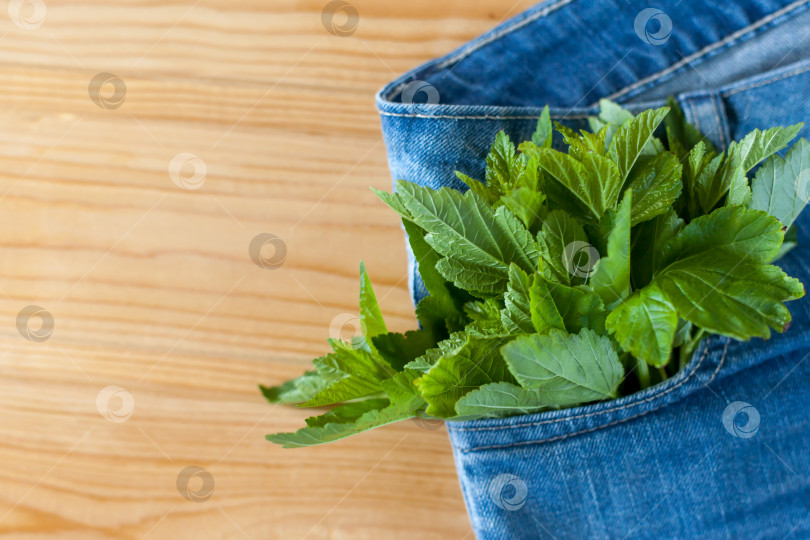 Скачать синие джинсовые шорты с зелеными листьями в кармане на деревянном фоне.Высококачественная фотография фотосток Ozero