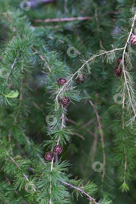 Скачать Зеленые ветви красивого хвойного дерева с маленькими шишками на открытом воздухе, крупным планом фотосток Ozero