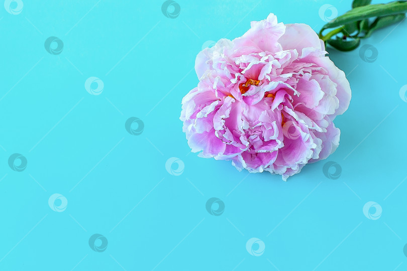 Скачать розовые цветы пиона на синем однородном фоне. фотосток Ozero