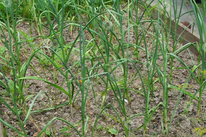 Скачать Это молодой зеленый лук, растущий на грядке в саду. Выращивание овощей для здорового питания. фотосток Ozero