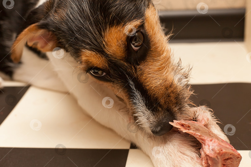 Скачать Большая собака грызет кость. Портрет счастливой собаки фотосток Ozero