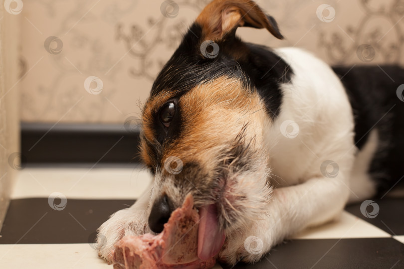 Скачать Собака держит во рту кость. Джек Рассел терьер ест лакомство из сыромятной кожи фотосток Ozero