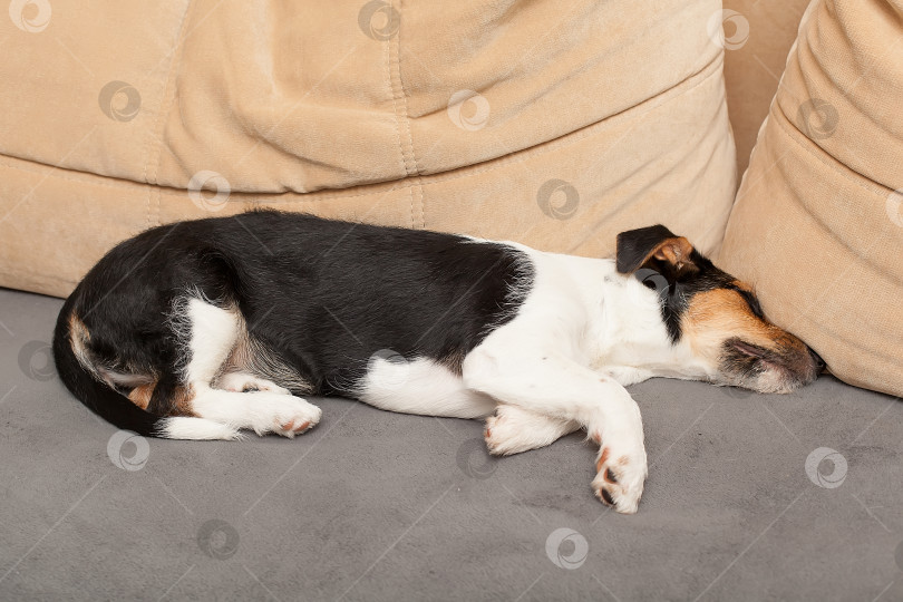 Скачать Уставшая и ленивая собака Джек рассел терьер засыпает, лежа на диване, отдыхая дома, крупным планом. Собака ждет хозяина дома. Домашняя собака на диване в гостиной, выглядящая грустной, скучающей, одинокой, больной, измученной фотосток Ozero