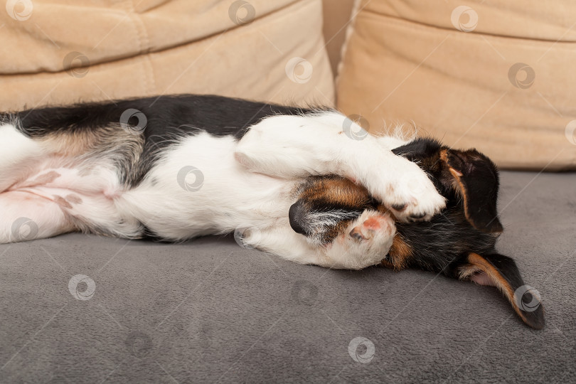 Скачать Очаровательная, но грустная и одинокая собака, лежащая на диване. фотосток Ozero